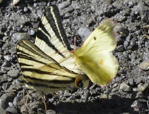 Colias sp.